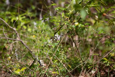 Zebra swallowtail butterfly (Eurytides marcellus) feeding on the nectar of a white flower