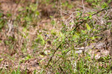 Zebra swallowtail butterfly (Eurytides marcellus) in flight over bramble
