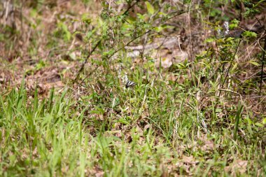 Zebra swallowtail butterfly (Eurytides marcellus) pollinating a white flowering weed