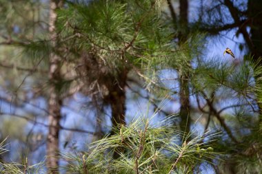 Eastern tiger swallowtail butterfly (Papilio glaucus) flying past pine needles on a tree