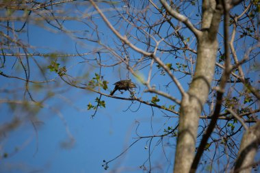 Female red-winged blackbird (Agelaius phoeniceus) on a tree branch