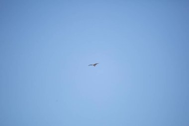 Osprey (Pandion haliaetus) soaring through a pretty blue sky with a fish in its talons