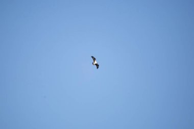 Osprey (Pandion haliaetus) soaring through a pretty blue sky with a fish in its talons