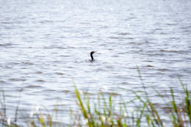 Double-crested cormorant (Phalacrocorax auritus) swimming through water just past out of focus tall grass