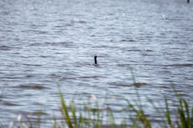 Double-crested cormorant (Phalacrocorax auritus) swimming away in water just past out of focus tall grass