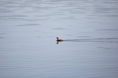 Pied-billed grebe (Podilymbus podiceps) leaving a wake behind it as it swims