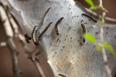 Eastern tent caterpillar (Malacosoma americanum) dropping a pellet on a cocoon