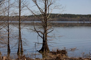 A line of trees growing in shallow water