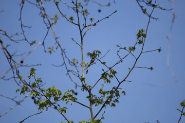 Carolina chickadee (Poecile carolinensis) foraging on a branch