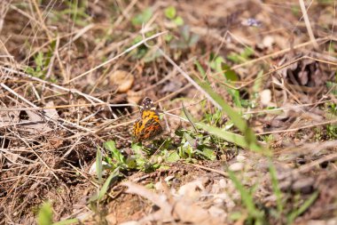 American lady butterfly (Vanessa virginiensis) foraging on the ground