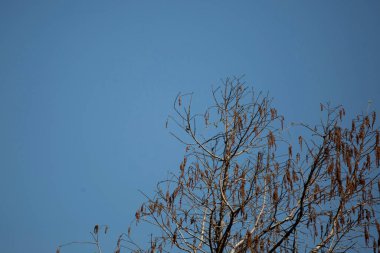Small blue-gray gnatcatcher (Polioptila caerulea) perched on a tree limb
