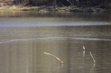 Male canvasback duck (Aythya valisineria) swimming alone in the water