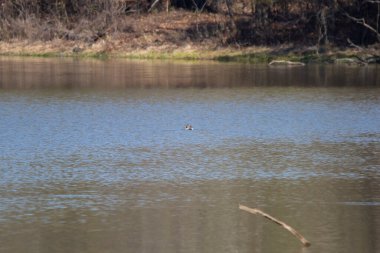 Male canvasback duck (Aythya valisineria) swimming alone in the water