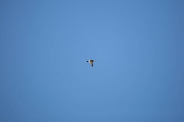 Mallard drake (Anas platyrhynchos) flying overhead in a deep blue sky