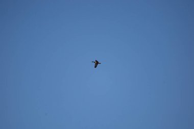 Mallard drake (Anas platyrhynchos) flying overhead in a deep blue sky
