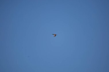 Mallard drake (Anas platyrhynchos) flying overhead in a deep blue sky