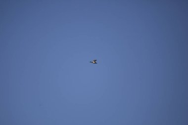 Mallard drake (Anas platyrhynchos) flying overhead in a deep blue sky