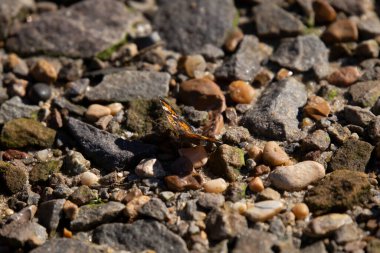 Phaon crescent butterfly (Phyciodes phaon) on the rocky ground