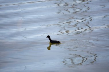 American coot (Fulica americana) propelling itself forward as it swims