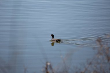 American coot (Fulica americana) swimming as it leaves a wake behind