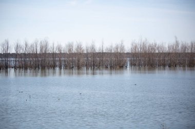 Great blue heron (Ardea herodias) hunting stealthily among the trees in the distance