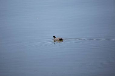 American coot (Fulica americana) foraging as it swims