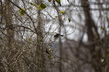 Carolina chickadee (Poecile carolinensis) in flight landing on bramble