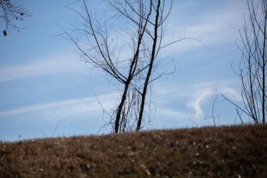 Bare trees on the top of a grass-covered hill with a blue sky in the background