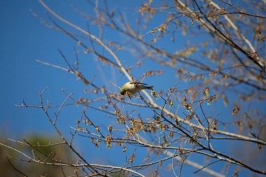 American goldfinch (Spinus tristis) foraging on a tree branch