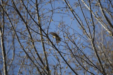 American goldfinch (Spinus tristis) in flight from one branch to another