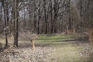 Marked hiking trail leading to train tracks in a forest