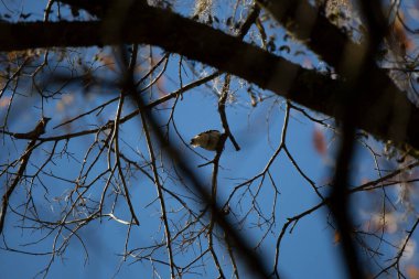 Underside of a downy woodpecker (Picoides pubescens) as it forages on a tree branch