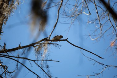 Male downy woodpecker (Picoides pubescens) calling from its perch on a tree