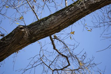 Yellow-rumped warbler (Setophaga coronata) looking at a tree trunk from its perch on a branch