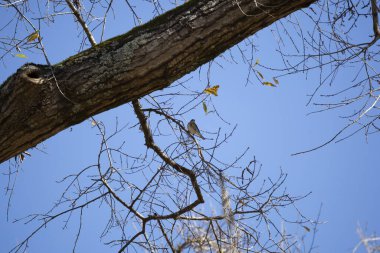 Curious yellow-rumped warbler (Setophaga coronata) looking around from his perch