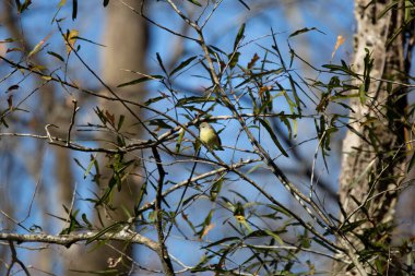 Immature orange-crowned warbler (Lieothlypis calata) facing left on a perch