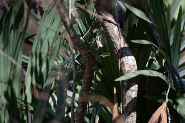 Immature orange-crowned warbler (Lieothlypis calata) foraging on a palmetto bush from its perch on a branch
