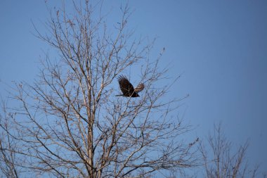 Turkey vulture (Cathartes aura) soaring past a tree