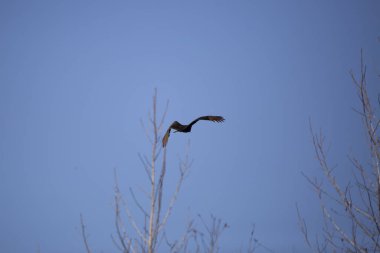 Turkey vulture (Cathartes aura) soaring past trees through a deep blue sky
