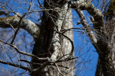 Majestic tufted-titmouse (Baeolophus bicolor) looking out from a tree perch