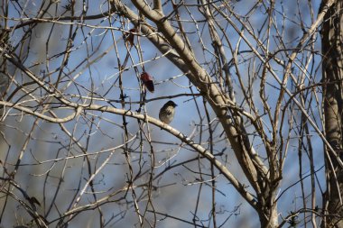 Curious savannah sparrow (Passerculus sandwichensis) looking around from its perch on a tree