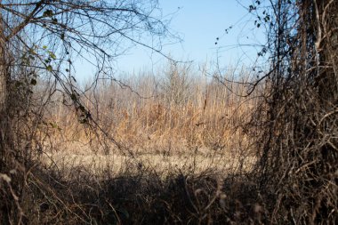 Brown, dried weeds growing just past a field and framed by dried vines