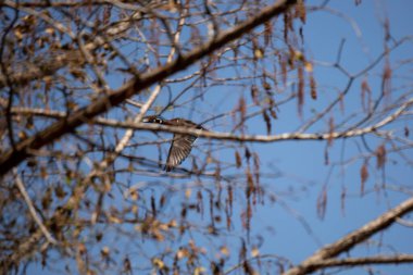 Wood duck drake (Aix sponsa) flying past trees
