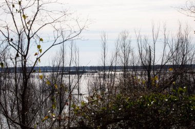 Swamp with vegetation growing in the water and along the shore