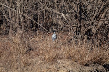 Great blue heron (Ardea herodias) facing a forest