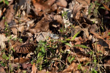 Common white skipper (Pyrgus communis) perched on a weed