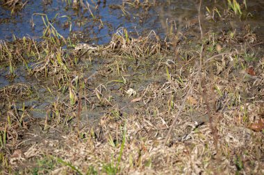Brown and green dying grass in shallow swamp water
