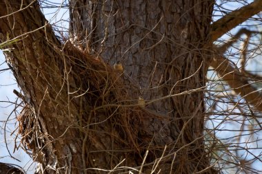 Pair of Carolina wrens (Thryothorus ludovicianus)  on a tree