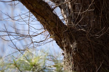 Ruby-crowned kinglet (Regulus calendula) looking at the trunk of a tree