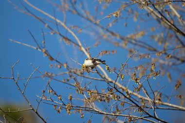 American goldfinch (Spinus tristis) foraging on a tree branch